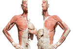 Bodies-The exhibition
