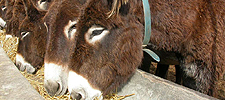 Burro catalán