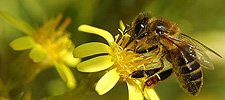 Abeja